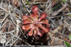 Drosera × corinthiaca