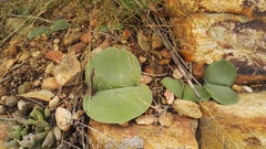 Haemanthus humilis hirsutus