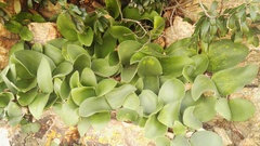 Haemanthus humilis hirsutus