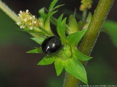 Corimelaena lateralis