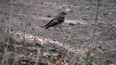 Ficedula semitorquata