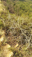 Cynanchum viminale viminale