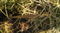 Cynanchum viminale viminale