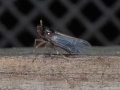 Pissonotus piceus