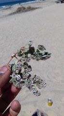 Euphorbia leucophylla