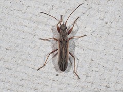 Paromius longulus