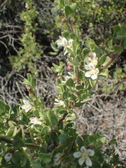 Roepera leptopetala