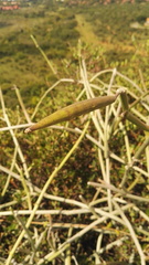 Cynanchum viminale viminale