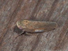 Paraphlepsius continuus