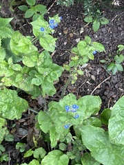 Pentaglottis sempervirens