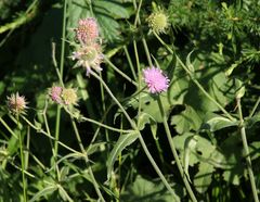 Knautia longifolia