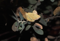 Hesperumia fumosaria