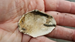 Macoma