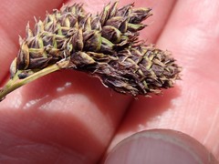 Carex chalciolepis
