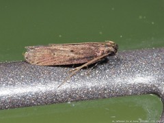 Monochroa quinquepunctella
