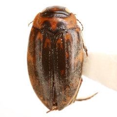 Nectoboreus aequinoctialis