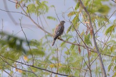 Accipiter badius