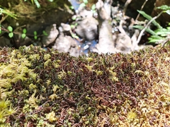 Hymenophyllum wilsonii