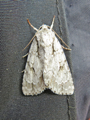 Acronicta laetifica