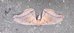 Antheraea polyphemus