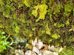 Hymenophyllum wilsonii