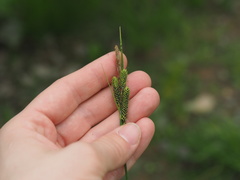 Carex kelloggii