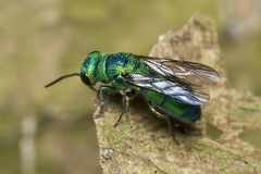 Trichrysis