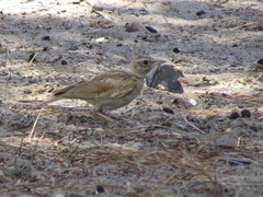 Galerida cristata