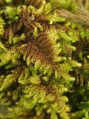 Ctenidium molluscum