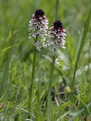 Neotinea ustulata ustulata