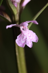 Dactylorhiza elata