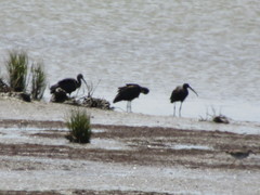 Plegadis falcinellus