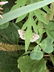 Lygropia rivulalis