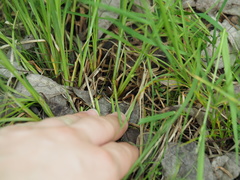 Carex kelloggii