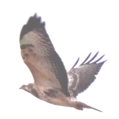 Buteo buteo