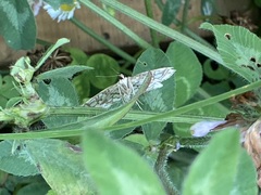 Lygropia rivulalis