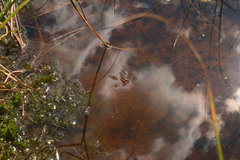 Limnoporus rufoscutellatus