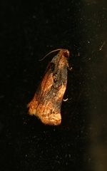 Archips micaceana
