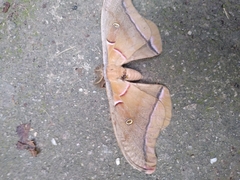 Antheraea polyphemus