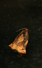 Archips micaceana