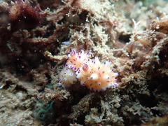 Mexichromis multituberculata