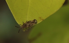 Teleonemia scrupulosa