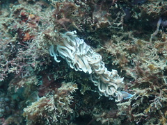 Phyllodesmium magnum
