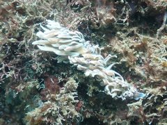 Phyllodesmium magnum