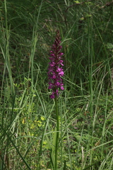 Dactylorhiza elata
