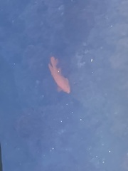 Hypsypops rubicundus