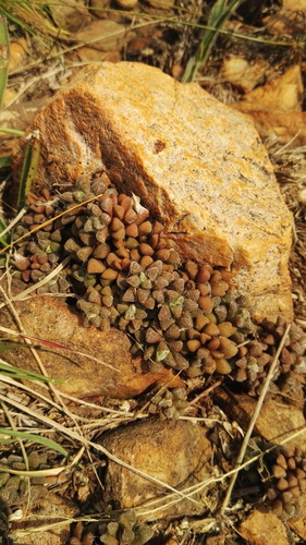Anacampseros subnuda ssp. subnuda