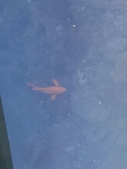 Hypsypops rubicundus