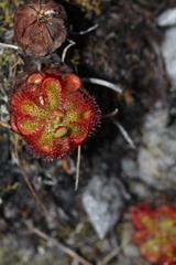 Drosera xerophila