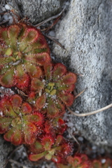 Drosera xerophila